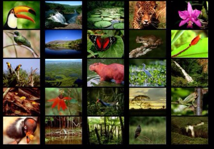 forest plants and animals